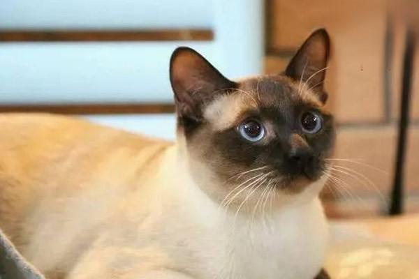 1625541779356862.jpg 犬猫胎衣不下