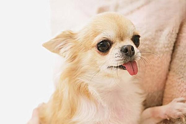 犬猫假孕 犬猫假孕