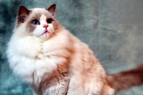 犬猫假孕治疗方案 犬猫假孕治疗方案