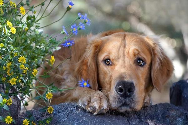犬猫卵巢囊肿 犬猫卵巢囊肿