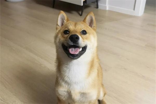 狗狗可以吃冰淇淋吗? 狗狗可以吃冰淇淋吗?