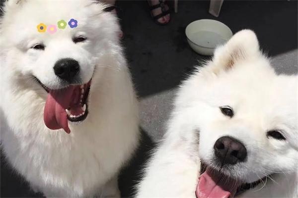 狗狗可以吃冰淇淋吗? 狗狗可以吃冰淇淋吗?
