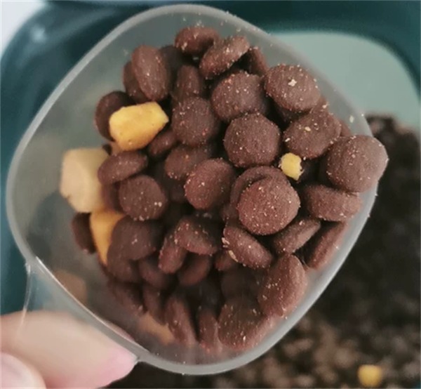 豆柴狗粮