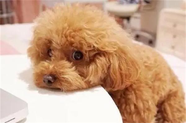 狗狗受凉呕吐怎么办? 狗狗受凉呕吐怎么办?