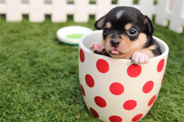 茶杯犬好养吗? 茶杯犬好养吗?