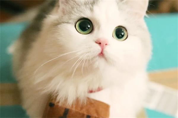 红霉素软膏治猫黑下巴吗? 红霉素软膏治猫黑下巴吗?