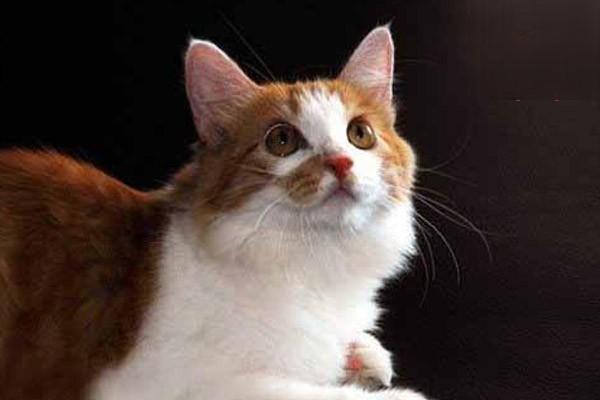 狗狗气胸，猫咪气胸