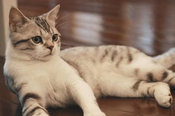 1625200262643037.jpg 犬猫包茎