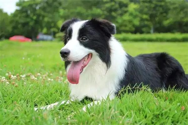 狗狗有叛逆期吗? 狗狗有叛逆期吗?