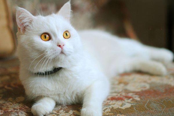 狗狗胸腔积水,猫咪胸腔积水 狗狗胸腔积水,猫咪胸腔积水