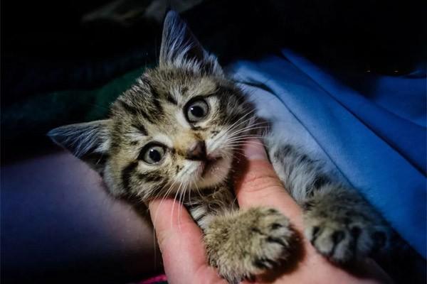 狗狗喉炎,猫咪喉炎 狗狗喉炎,猫咪喉炎