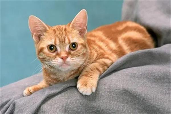 带流浪猫回家要做哪些检查? 带流浪猫回家要做哪些检查?