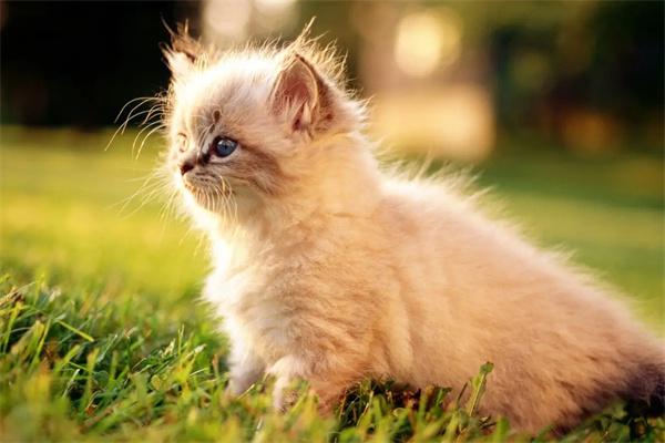 带流浪猫回家要做哪些检查? 带流浪猫回家要做哪些检查?
