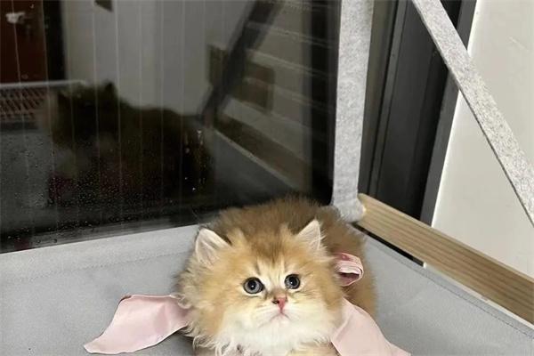 猫咪能感知主人的情绪吗? 猫咪能感知主人的情绪吗?
