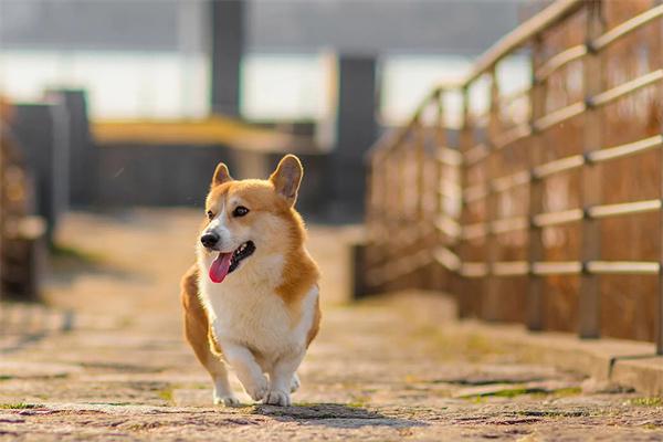 狗狗吞下异物怎么办? 狗狗吞下异物怎么办?