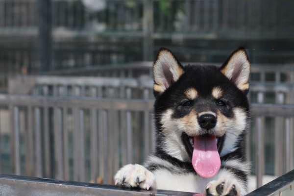 狗狗急性胰腺炎,猫咪急性胰腺炎 狗狗急性胰腺炎,猫咪急性胰腺炎