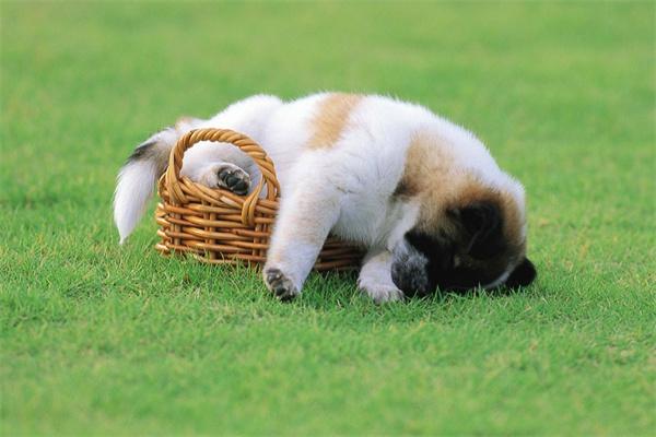 狗狗感染眼线虫怎么办? 狗狗感染眼线虫怎么办?