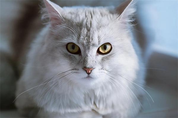 新猫对旧猫哈气要不要制止？