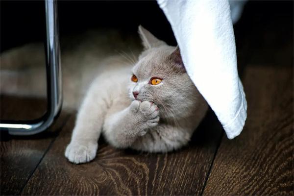 新猫对旧猫哈气要不要制止？