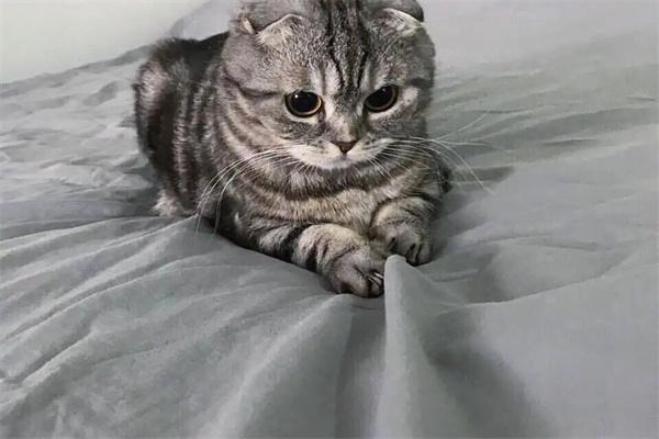 猫咪被其他猫打了会怎么样? 猫咪被其他猫打了会怎么样?