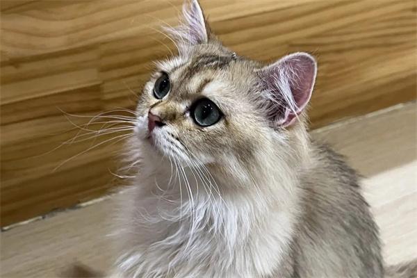 猫咪为什么会打架? 猫咪为什么会打架?