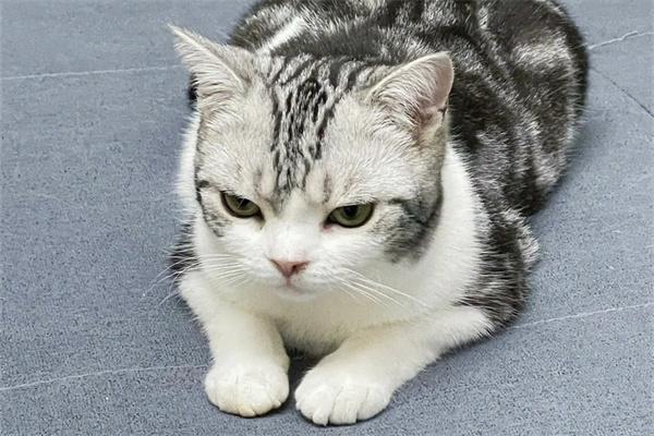 猫咪被其他猫打了会怎么样? 猫咪被其他猫打了会怎么样?
