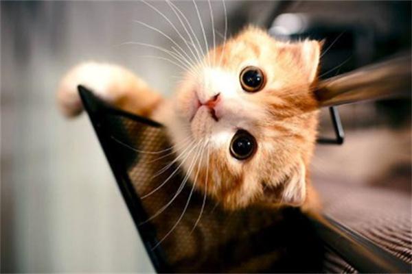 猫咪打架怎么阻止? 猫咪打架怎么阻止?