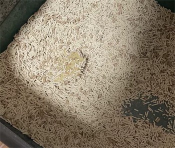 国产猫砂测评 国产猫砂测评