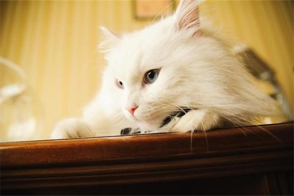 猫咪会不会做噩梦? 猫咪会不会做噩梦?
