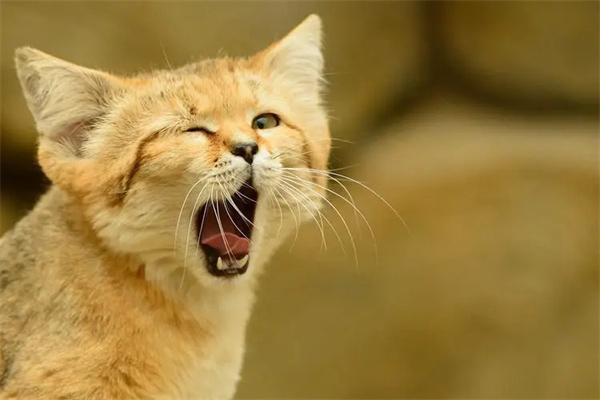 猫咪也会做噩梦吗? 猫咪也会做噩梦吗?