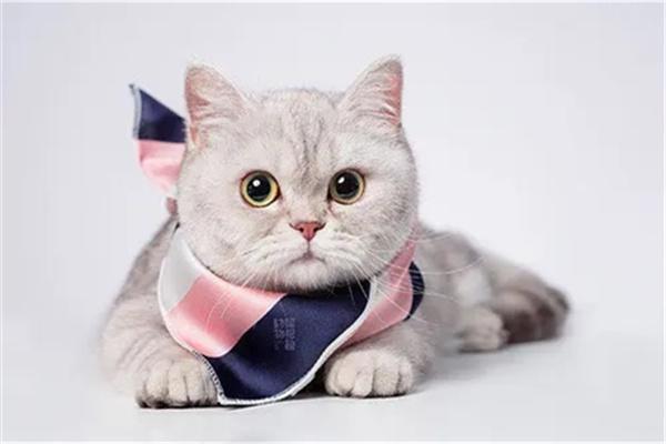 哪些人招猫咪喜欢? 哪些人招猫咪喜欢?