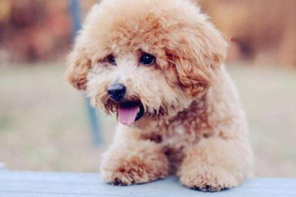 犬眼睑炎 犬眼睑炎