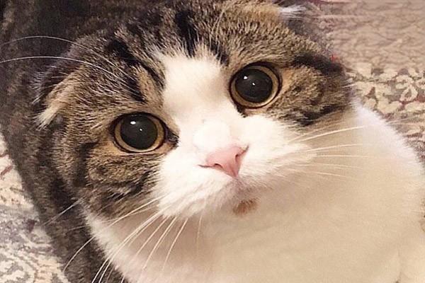 猫眼睑炎 猫眼睑炎