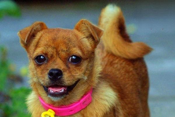 犬睫毛生长异常 犬睫毛生长异常