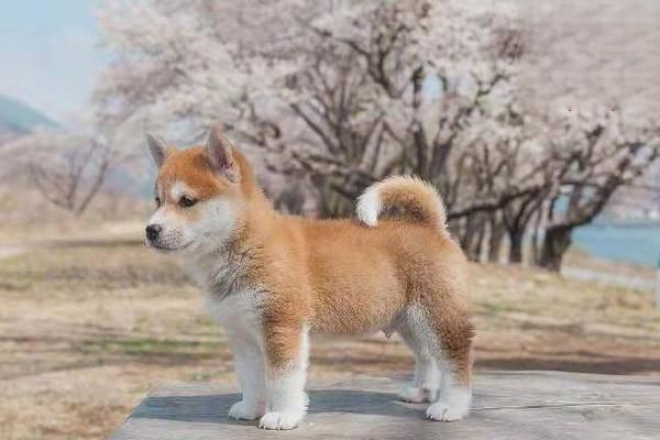 狗狗湿疹症状 狗狗湿疹症状