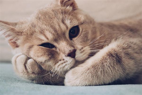 猫咪的睡姿和心情有什么联系? 猫咪的睡姿和心情有什么联系?