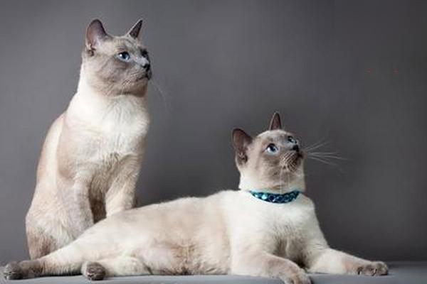 猫的种马尾病 猫的种马尾病