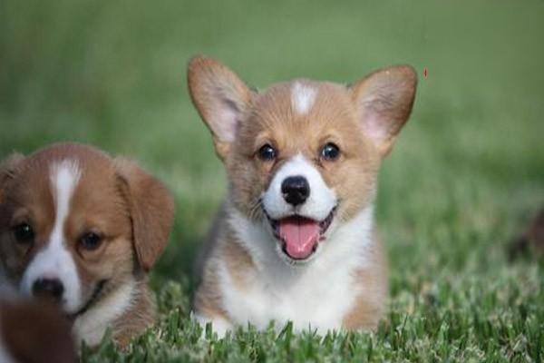 犬自咬症治疗方案