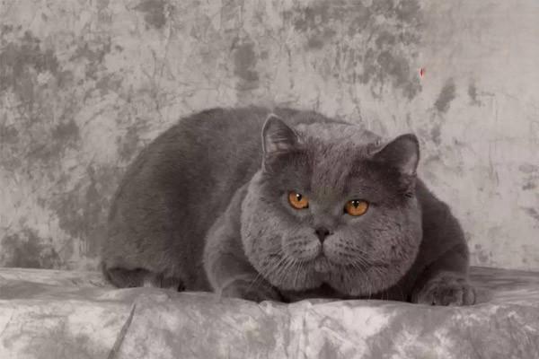 猫皮肤瘙痒 猫皮肤瘙痒
