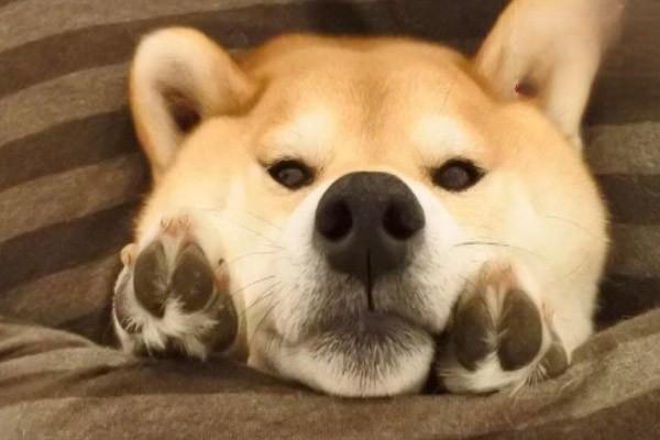 犬猫皮肤瘙痒症治疗方案 犬猫皮肤瘙痒症治疗方案