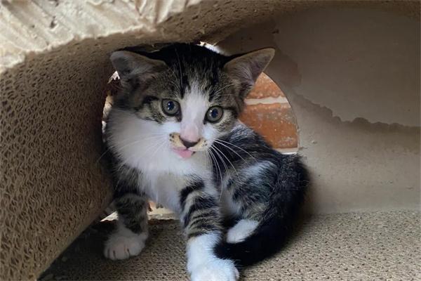 猫咪泪痕怎么处理？