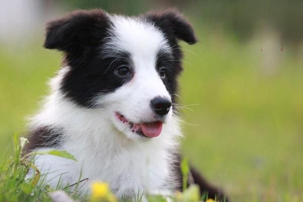 犬猫化脓性关节炎治疗方案 犬猫化脓性关节炎治疗方案