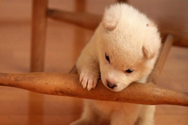 犬猫椎间盘突出 犬猫椎间盘突出