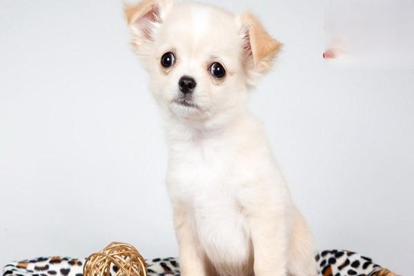 犬猫椎间盘突出症状 犬猫椎间盘突出症状