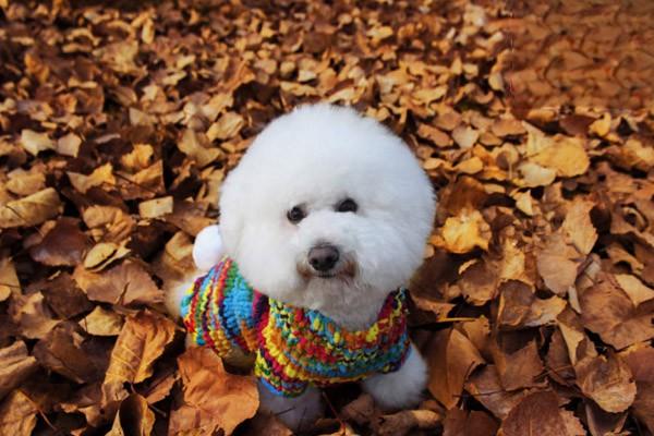 犬猫肘关节发育异常 犬猫肘关节发育异常