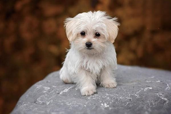 犬猫肘关节治疗方案 犬猫肘关节治疗方案