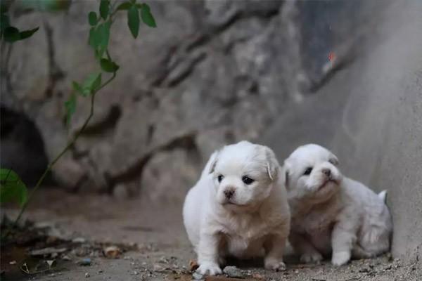 犬猫髋关节脱位 犬猫髋关节脱位