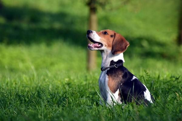 犬猫髋关节脱位治疗方案 犬猫髋关节脱位治疗方案