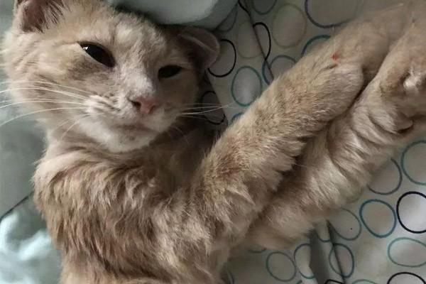 猫腰扭伤