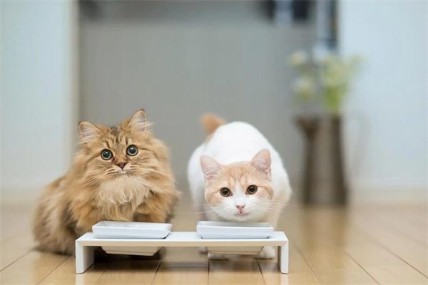 怎么培养猫咪良好的饮食习惯? 怎么培养猫咪良好的饮食习惯?
